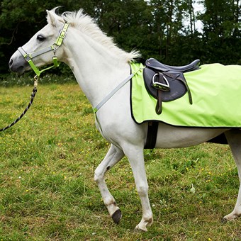 Go to: Horse