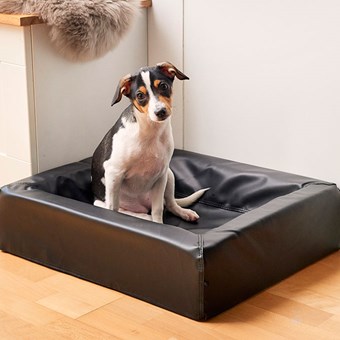 Go to: Domestic pets